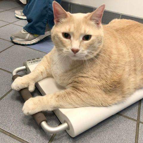 돼냥이 | 인스티즈