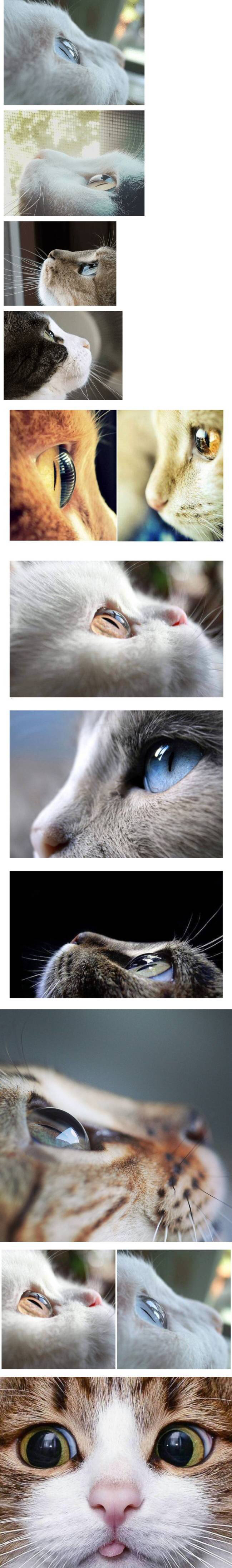 옆에서 본 고양이 눈알 | 인스티즈