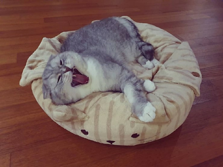 트위치 최고냥이 | 인스티즈