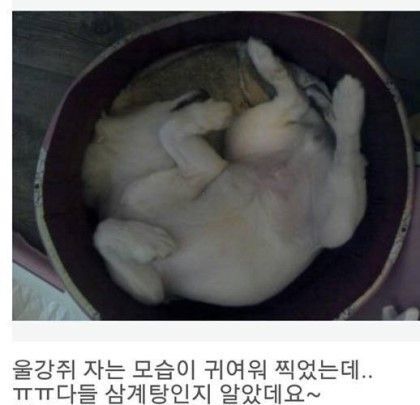 삼계탕으로 보이는 짤.JPG | 인스티즈