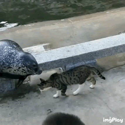 냥아치 묘성 | 인스티즈