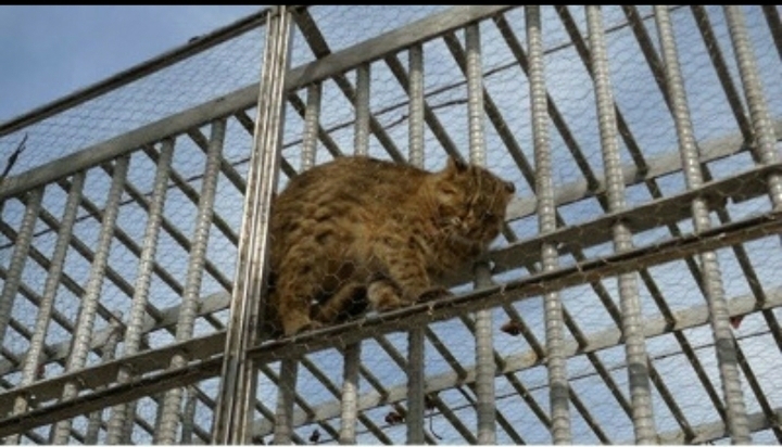 철망 사이에 낀 칡.jpg | 인스티즈