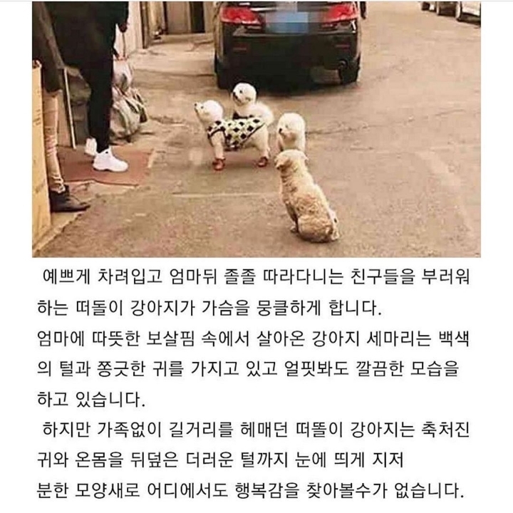 버려진 강아지의 한가지 소망.jpg | 인스티즈