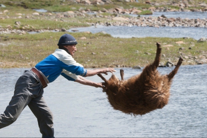상남자의 양 목욕 시키기 | 인스티즈