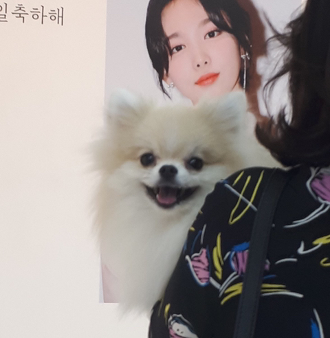 오늘자 트와이스 나연 반려견(포메) 쿠크.jpgif | 인스티즈