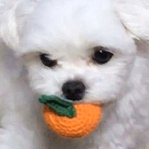 인간들이 귤 먹을때마다 울어서 댕댕귤 만들어줌 | 인스티즈