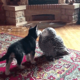 귀여운 댕댕이 짤들 | 인스티즈