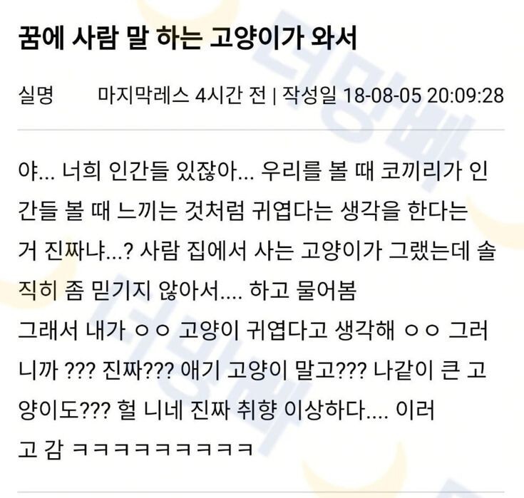 사람 말하는 고양이 | 인스티즈