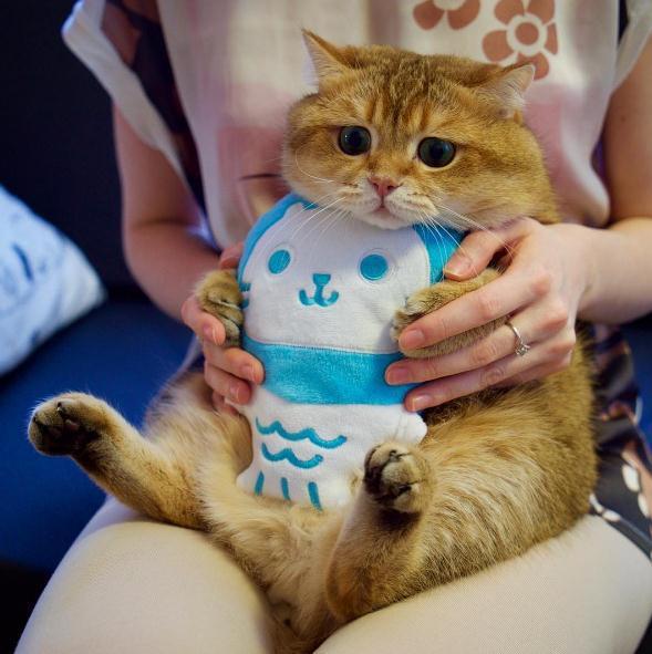 그묘일엔 고양이 | 인스티즈