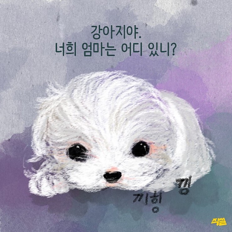 애견샵 불편한 진실 | 인스티즈