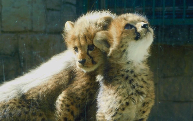 지하철인데 어떤 강아지가 자꾸 에어드랍으로 자기 셀카를 보냄.jpg | 인스티즈