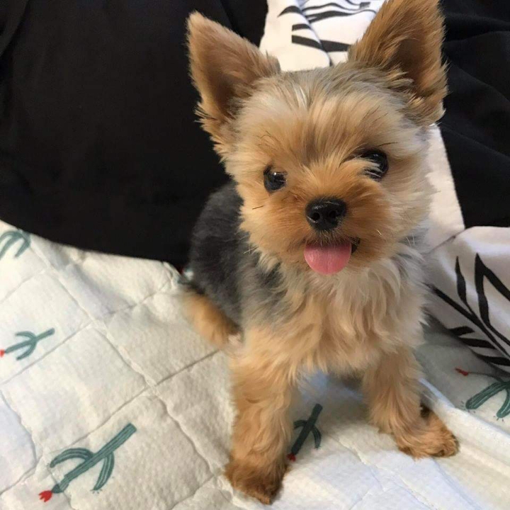 심장을 폭행하는 댕댕이 | 인스티즈