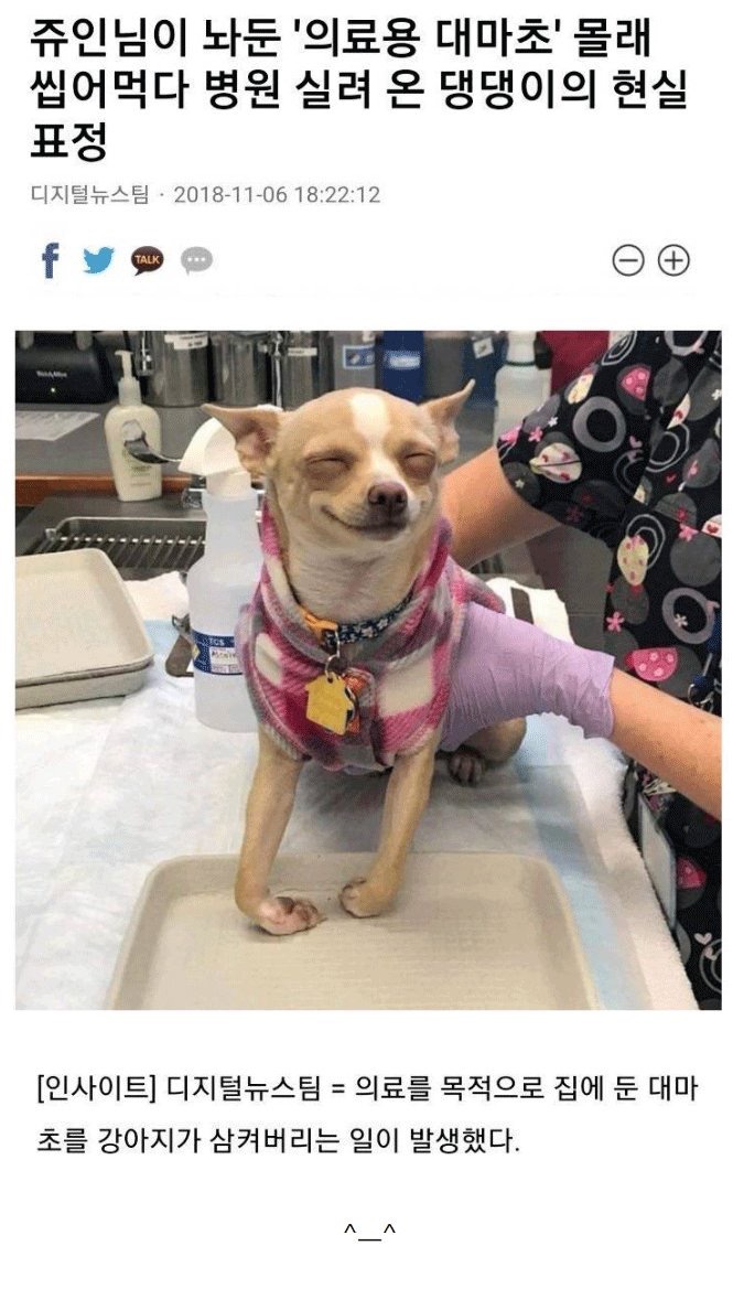 대마초 먹은 댕댕이 표정 | 인스티즈