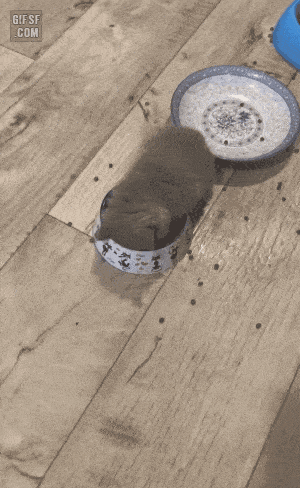 귀여운 아깽이 | 인스티즈