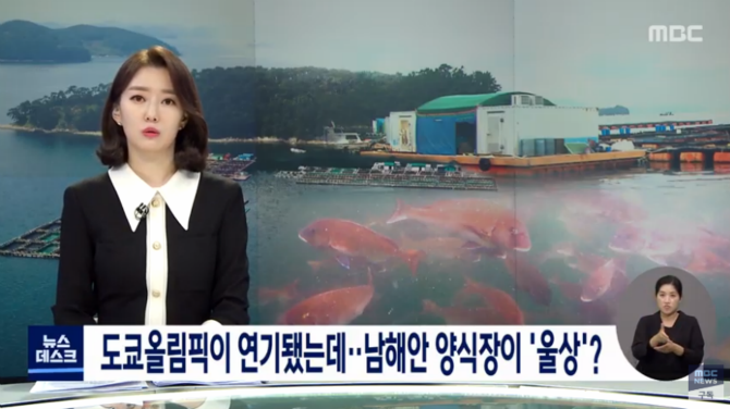 도쿄 올림픽 연기때문에 뜻밖에 피해를 보고있는 양식장 어민들.jpg | 인스티즈