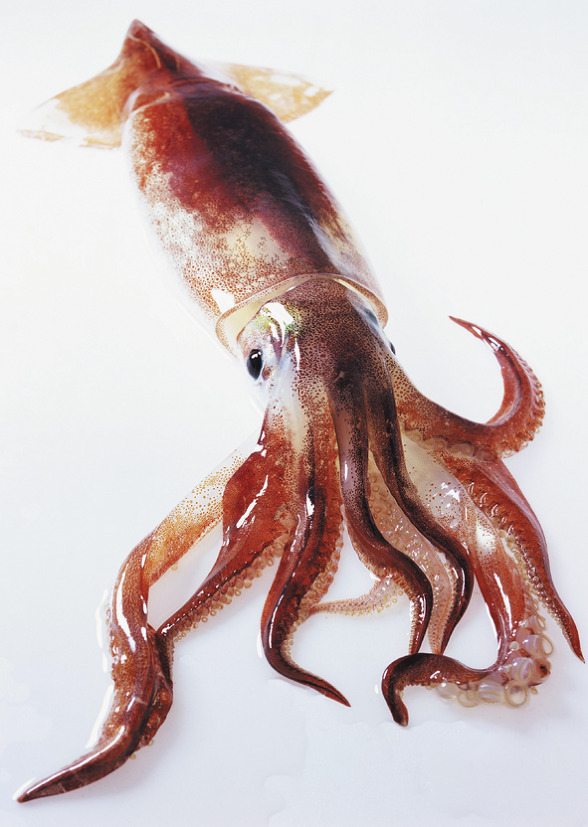 오징어가 신용등급이 낮은이유 | 인스티즈