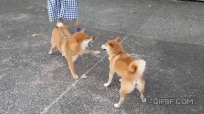 아이언테일쓰는 시바 | 인스티즈