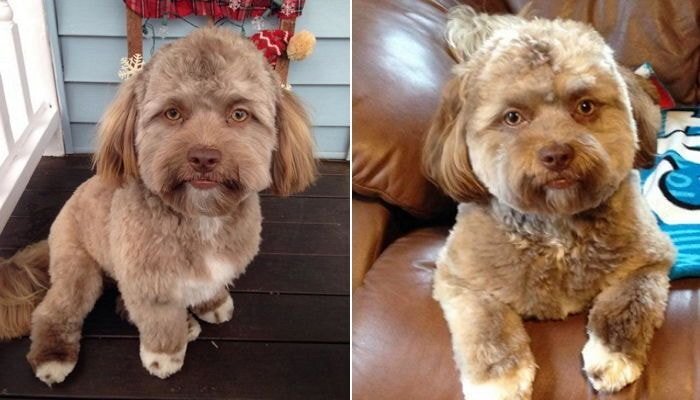 사람처럼 생겼다는 댕댕이.JPG | 인스티즈