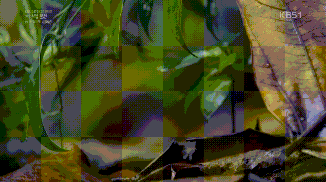 세상에서 작은고양이 | 인스티즈