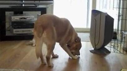 ??: 공 물어와! | 인스티즈