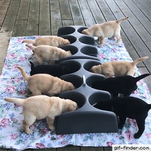 남의 밥 탐내는 인절미 | 인스티즈