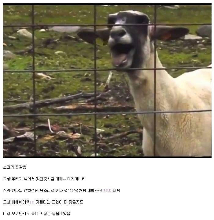 ㅂㅅ같은 동물류 최고봉.jpg | 인스티즈