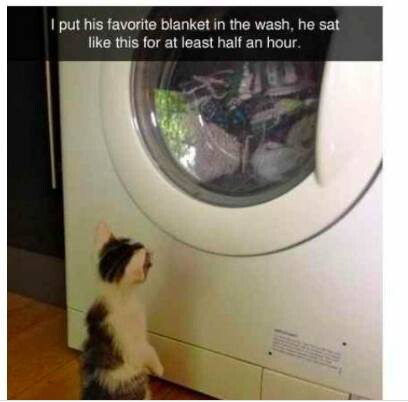 고양이가 좋아하는 담요를 빨았더니 | 인스티즈