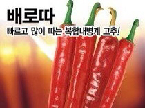 재미있는 고추 품종 이름들 | 인스티즈