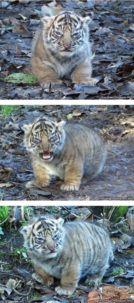 화가 난 아기호랑이 | 인스티즈