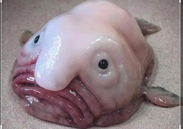 억울한 물고기.jpg | 인스티즈