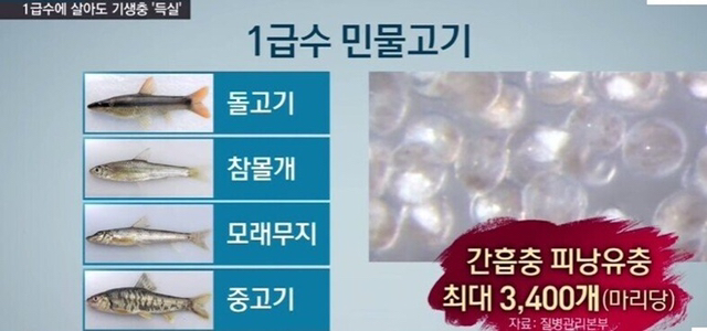 1급수에 사는 민물고기라도 기생충 천지 (혐오주의) | 인스티즈