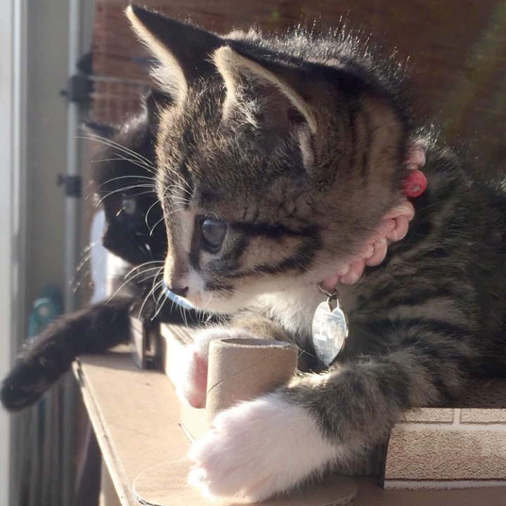 고양이들의 눈동자 | 인스티즈