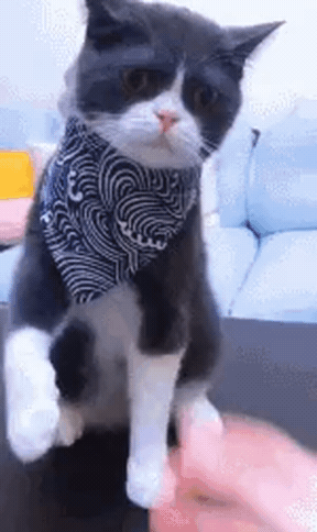 고양이 만지는법 | 인스티즈