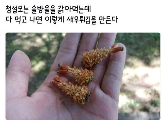 길가다 보이는 새우 튀김.jpg | 인스티즈