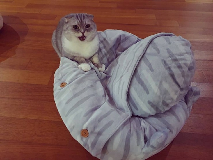 트위치 최고냥이 | 인스티즈