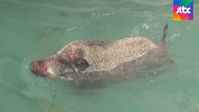 멧돼지 수영실력 ㄷㄷㄷ.JPG | 인스티즈