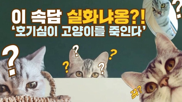 고양이 키운 사람 공감.txt | 인스티즈