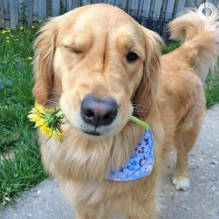 댕댕이들의 윙크 | 인스티즈