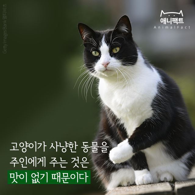 고양이가 쥐같은거 물어다 주는건 은혜갚는 일이다 | 인스티즈