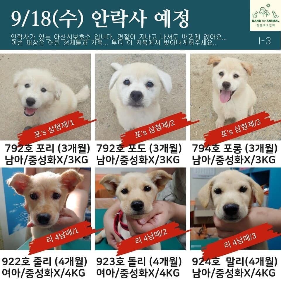 오늘 안락사 당하는 개들....입양자 급구...JPG | 인스티즈