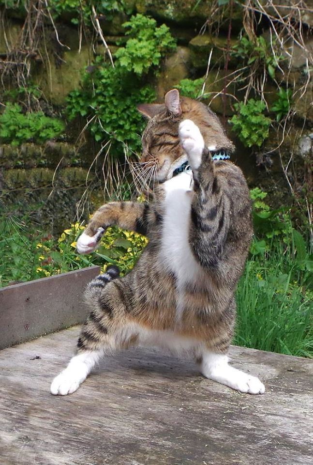아기집사와 고양이 | 인스티즈