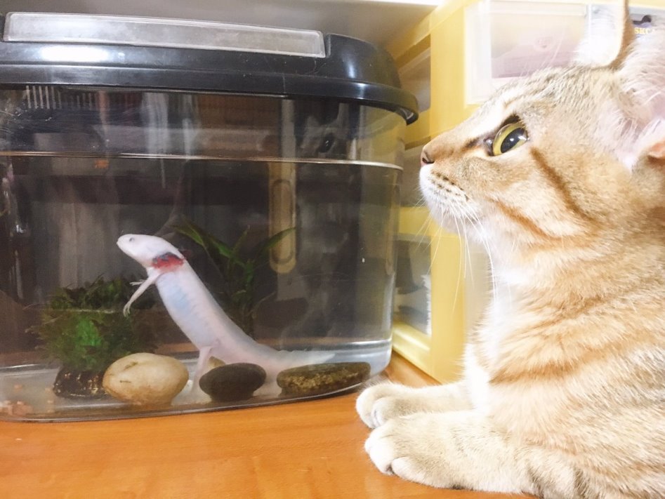 고양이 키우는 집에서 어항을 사면 안되는 이유.jpg | 인스티즈