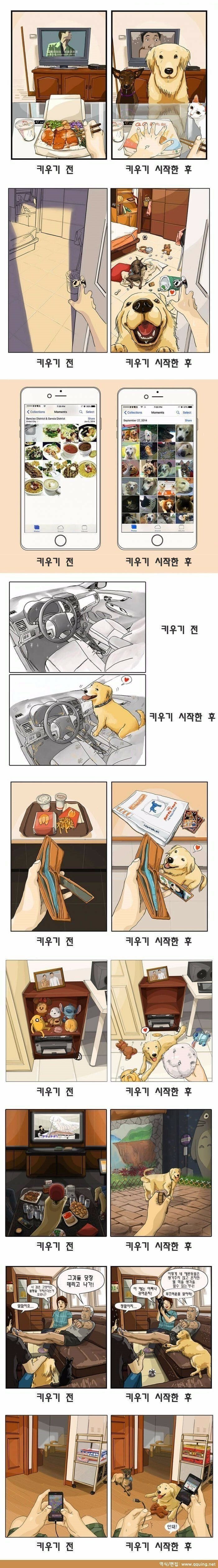 반려동물 키우기 전 후 .JPG | 인스티즈