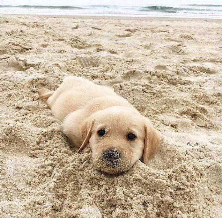 귀여운 강아지 움짤들 | 인스티즈