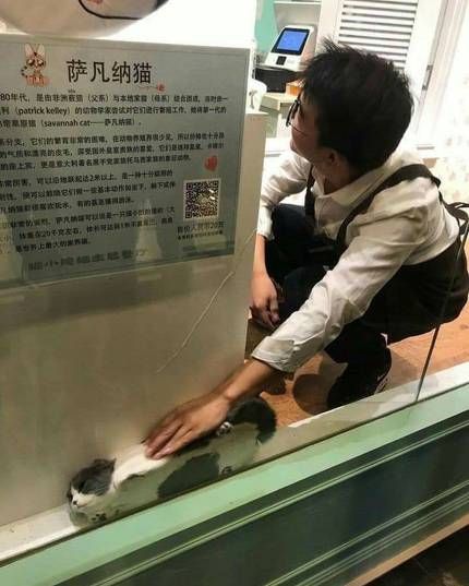 고양이호텔에서 주인에게 보낸 사진 | 인스티즈