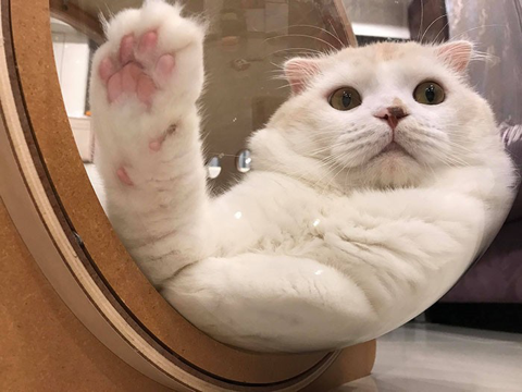 고양이 우주선 침대 My Zoo | 인스티즈