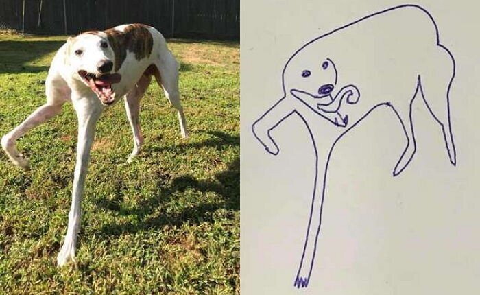 너무 대충 그려줬다는 말에 발끈한 주인이 공개한 '실제' 사진 | 인스티즈