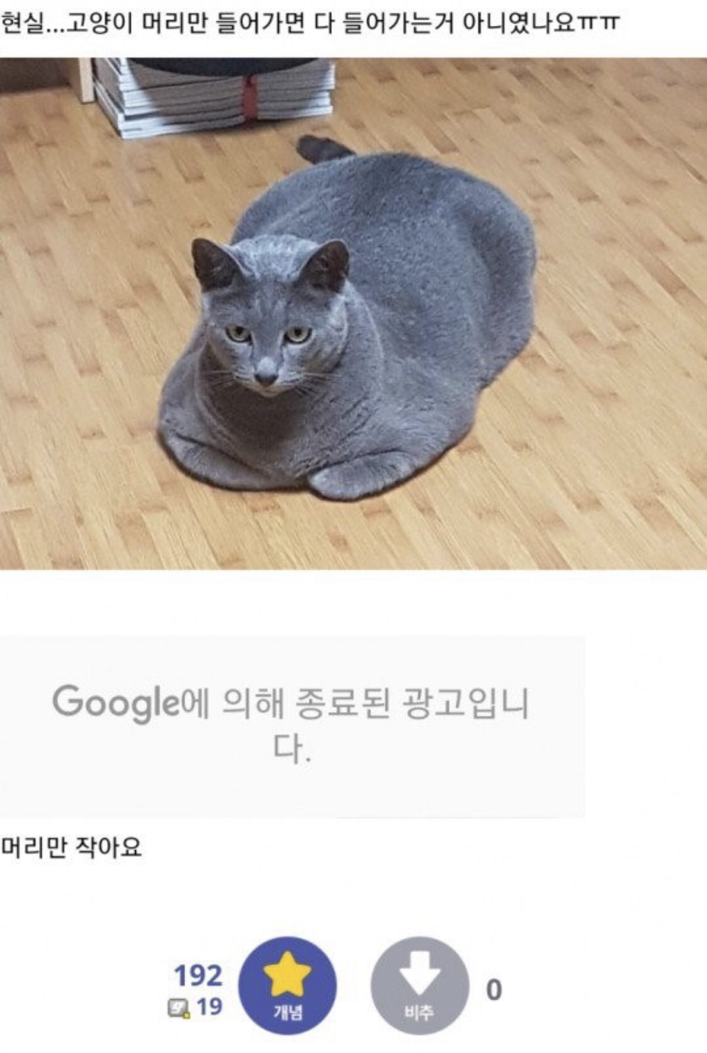 고양이 쿠션 사줬는데 안 써요 ㅠㅠ | 인스티즈