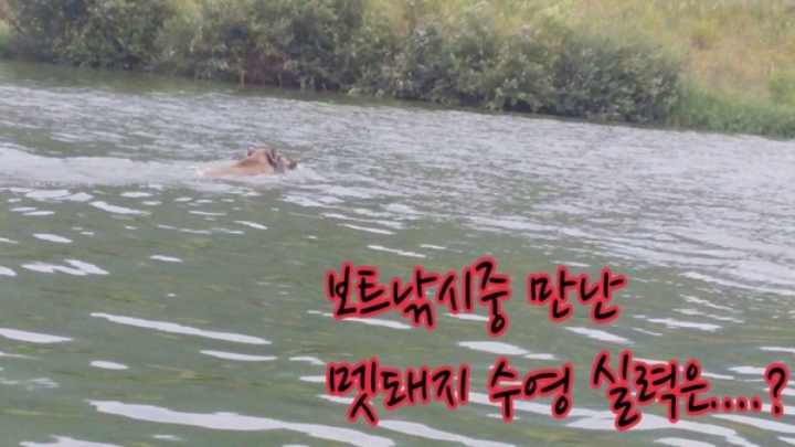 멧돼지 수영실력 ㄷㄷㄷ.JPG | 인스티즈