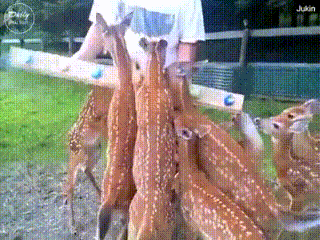 밥먹는 아기사슴들 | 인스티즈